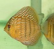 Red turq