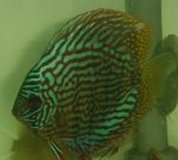 Blue turq