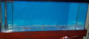 Discus Tank