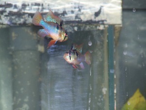 Discus Tank