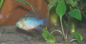 Discus Tank