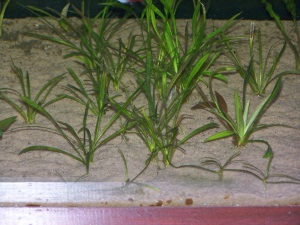 Discus Tank