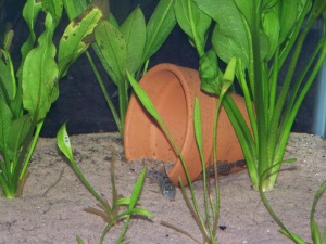 Discus Tank