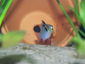 Discus Tank