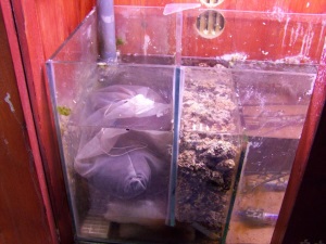 Discus Tank