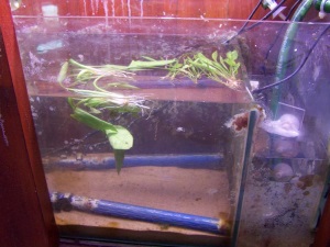 Discus Tank