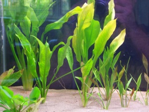 Discus Tank