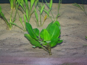 Discus Tank