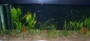 Discus Tank