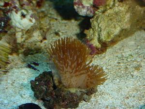 Sea horse aquarium