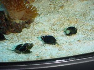 Sea horse aquarium