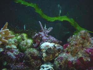 Sea horse aquarium