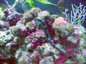 Sea horse aquarium