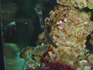 Sea horse aquarium