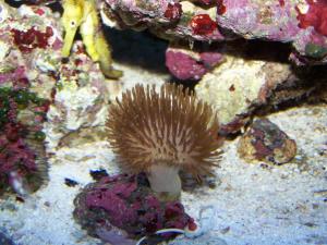 Sea horse aquarium