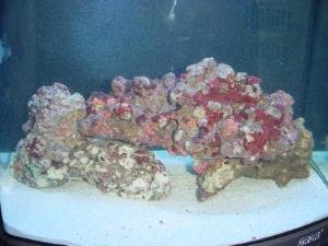 Sea horse aquarium