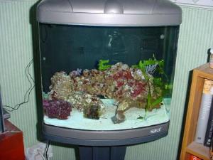 Sea horse aquarium