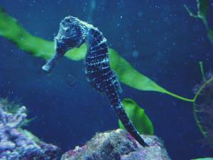 Sea horse aquarium