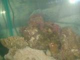 Tank 5