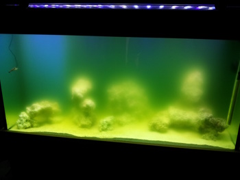 Marksfish
