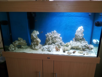 Marksfish