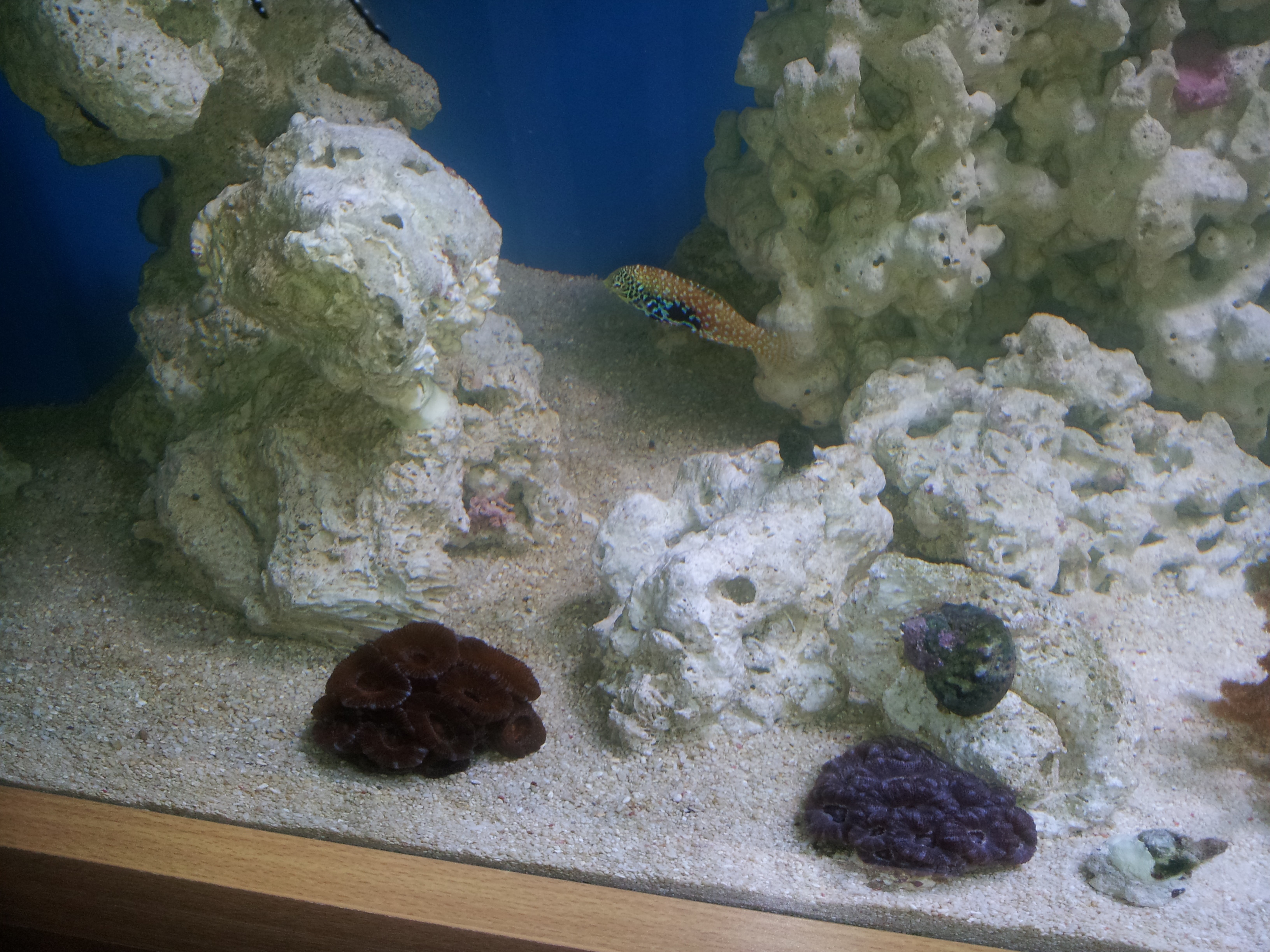 Marksfish