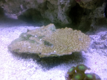 Marksfish