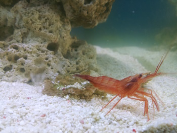 Marksfish