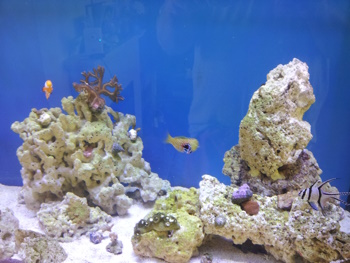 Marksfish