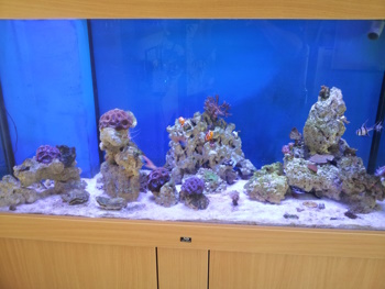 Marksfish
