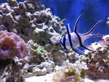 Marksfish