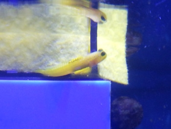 Marksfish