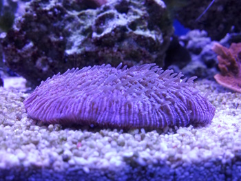 Marksfish