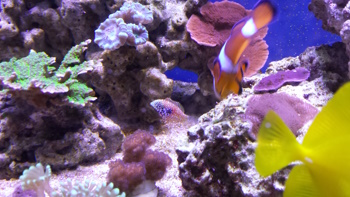 Marksfish