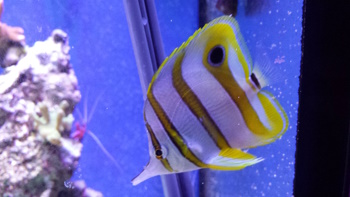 Marksfish