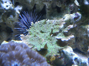 Marksfish