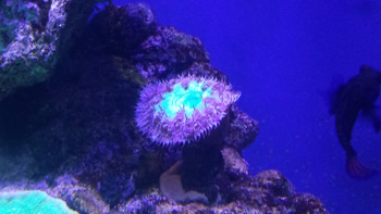 Marksfish
