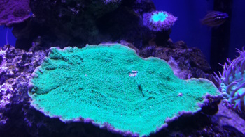 Marksfish