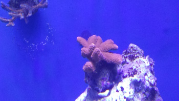 Marksfish
