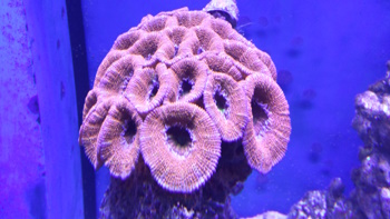 Marksfish
