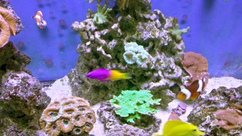 Marksfish
