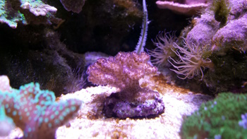 Marksfish