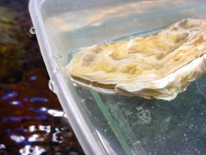 Oyster