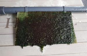 Algae Scrubber