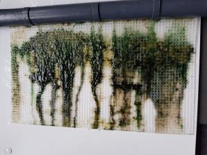 Algae Scrubber