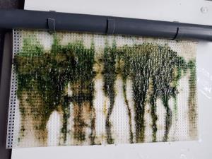 Algae Scrubber