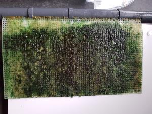 Algae Scrubber