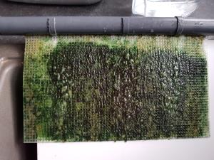 Algae Scrubber