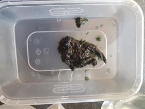 Algae Scrubber