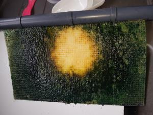 Algae Scrubber